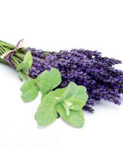 lavendel-melisse 5L