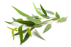 eucalyptus 5L